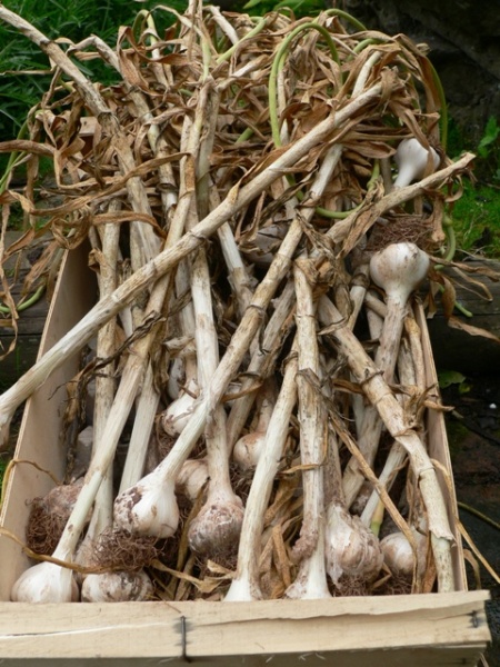 Garlic harvest from the allotment