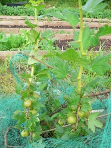 Gooseberry invicta