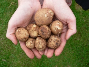 Lady Christl potatoes from the allotment